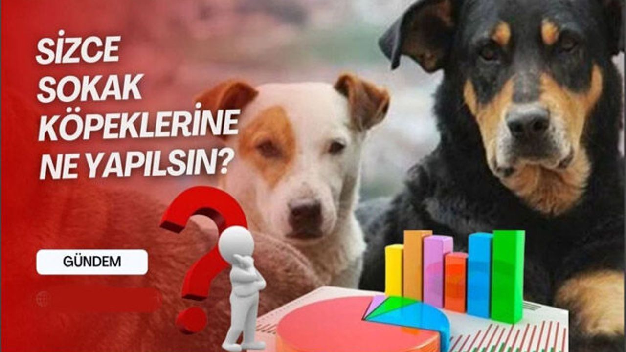 Sokak köpekleri ne yapılsın?