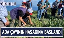 Yakakent'te ada çayının hasadına başlandı