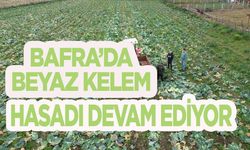 Bafra’da beyaz kelem hasadı devam ediyor