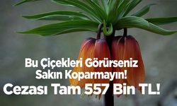 Bu Çiçekleri Görürseniz Sakın Koparmayın! Cezası Tam 557 Bin TL!