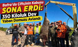 Bafra’da Çiftçinin Kabusu Sona Erdi: 350 Kiloluk Dev Yaban Domuzu Avlandı