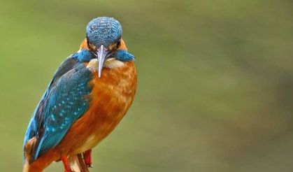 Kızılırmak Kuş Cenneti, Dünya Mirası Listesi’ne Girmeye Hazırlanıyor