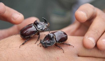 Şantiye Çalışanları 2 Gergedan Böceği Buldu