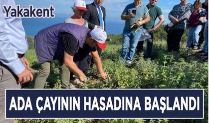 Yakakent'te ada çayının hasadına başlandı