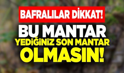 Bafralılar dikkat! Bu mantar yediğiniz son mantar olmasın!