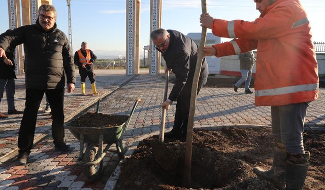 Bafra'da Kökler Toprakla Buluşuyor