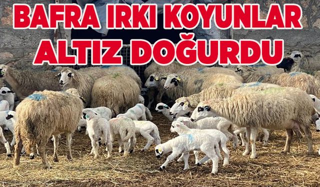 Bafra Irkı Koyunlar Altız Doğurdu