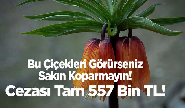 Bu Çiçekleri Görürseniz Sakın Koparmayın! Cezası Tam 557 Bin TL!