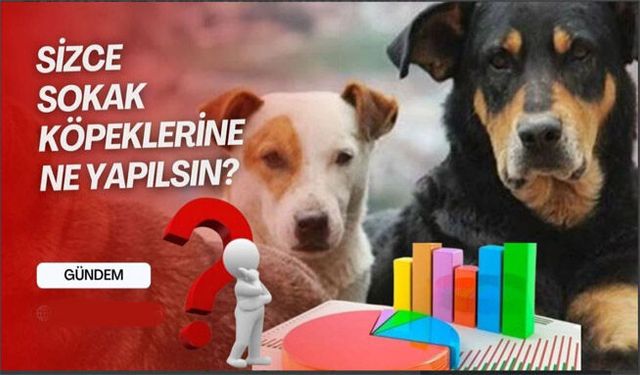 Sokak köpekleri ne yapılsın?