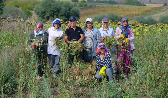 Büyükşehir Desteği İle Ladik Fasulyesinde Hasat Dönemi