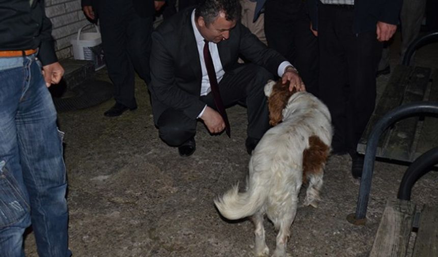 Sahipsiz Hayvanlara Belediye Şevkati