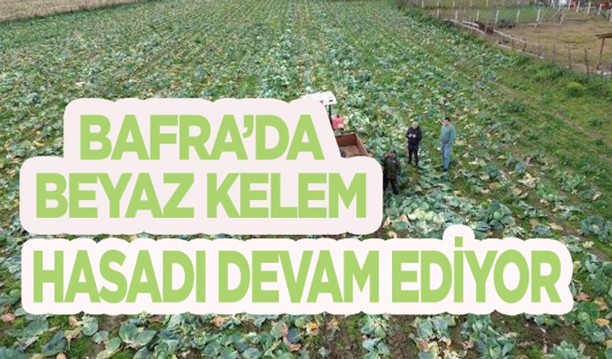 Bafra’da beyaz kelem hasadı devam ediyor